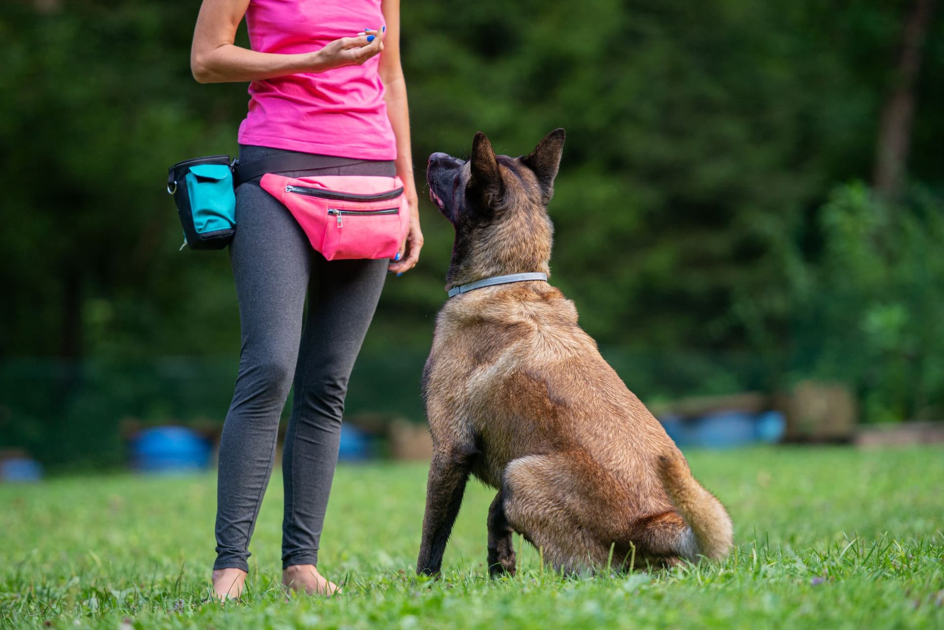 Understanding Dog Behavior in Phoenix Why Local Context Matters